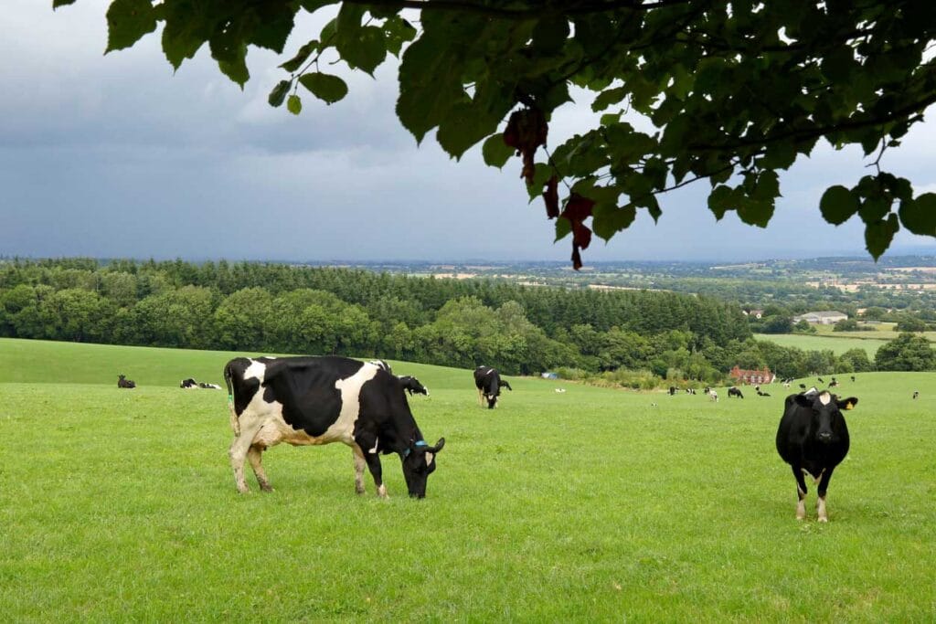 Holsteins in England